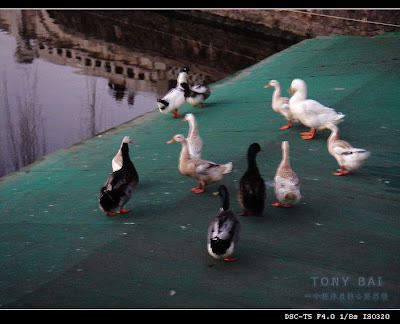 Image 11: http://farm1.static.flickr.com/184/367990540_23e114f339.jpg?v=0